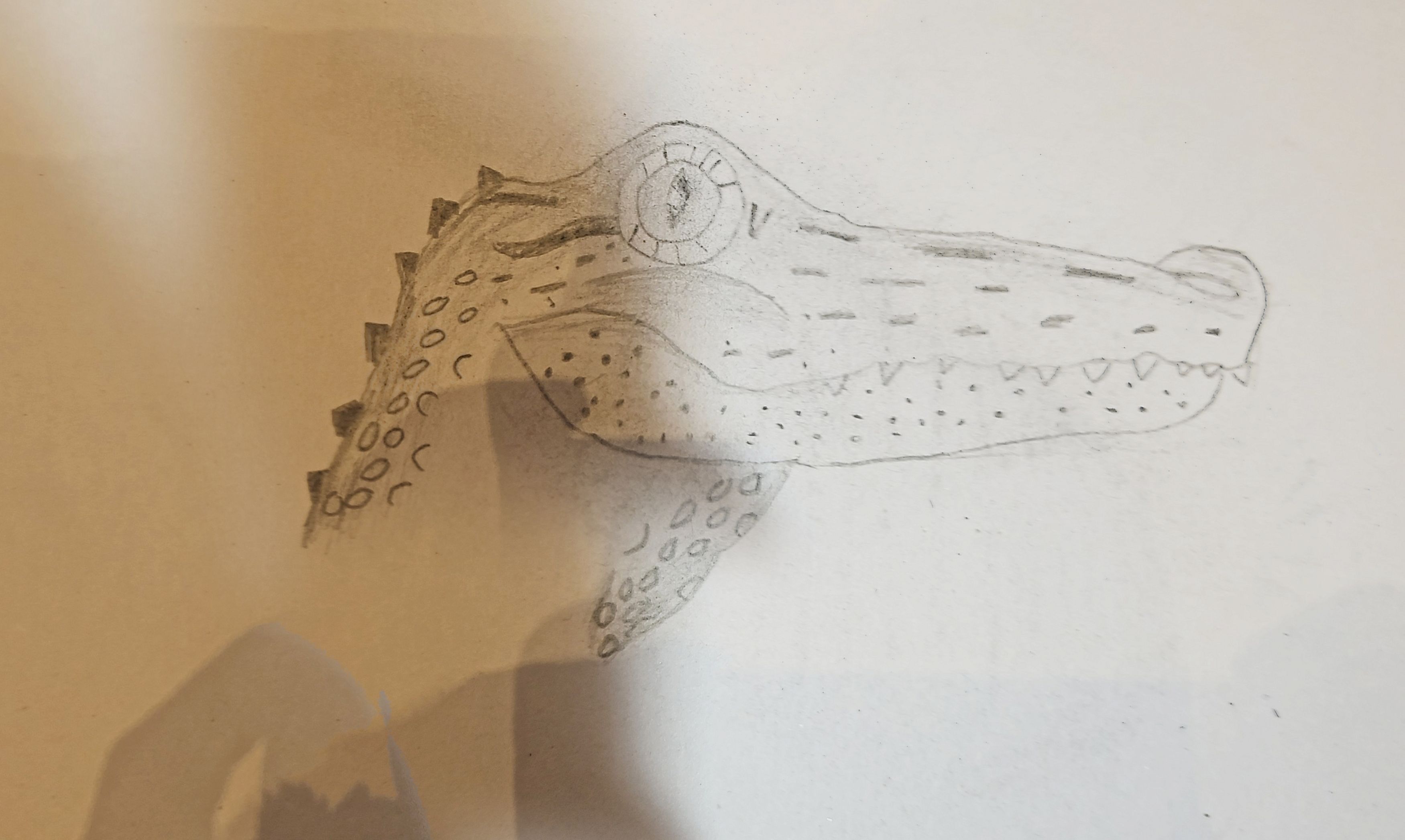 Alligator