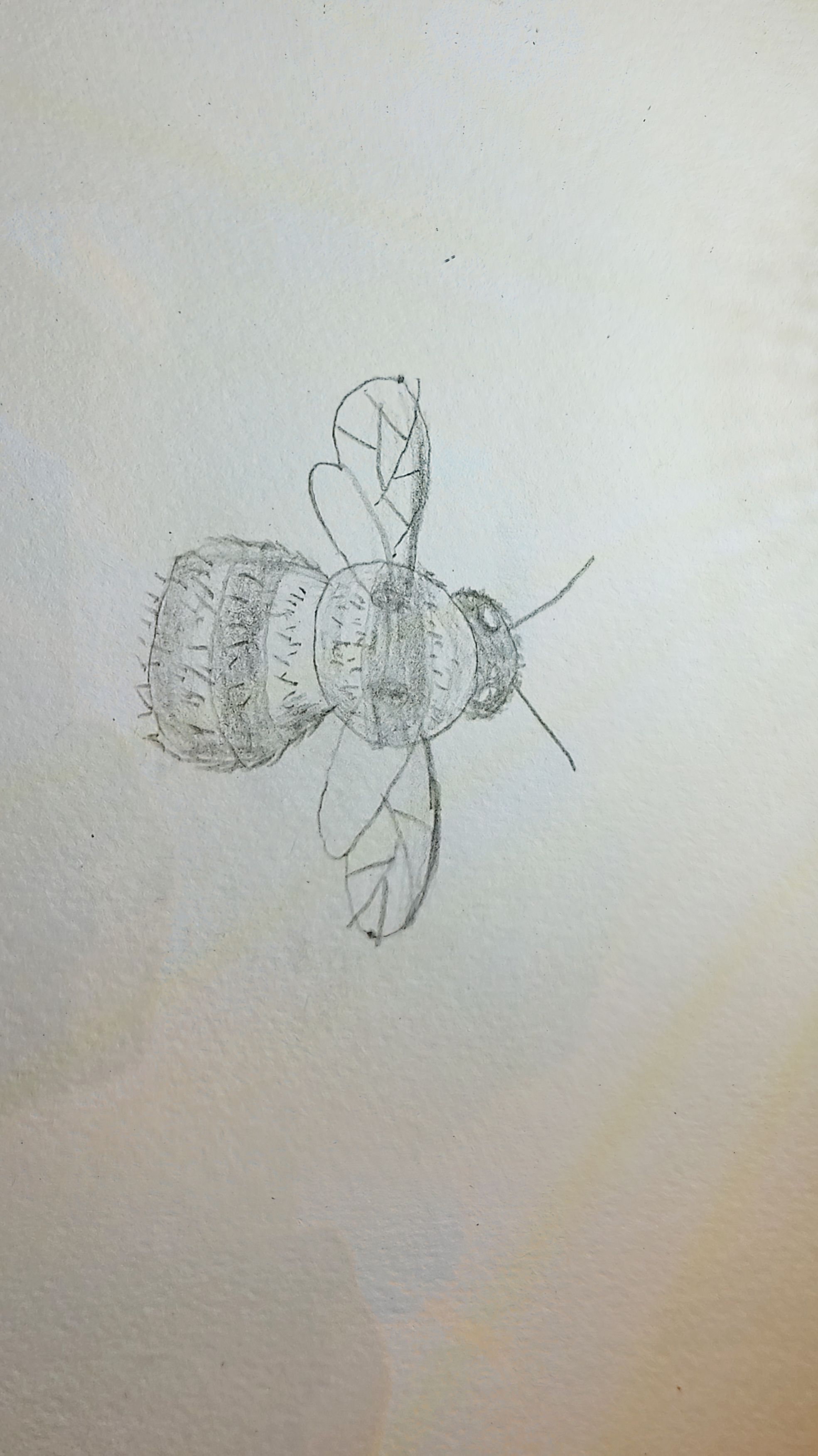 Bee