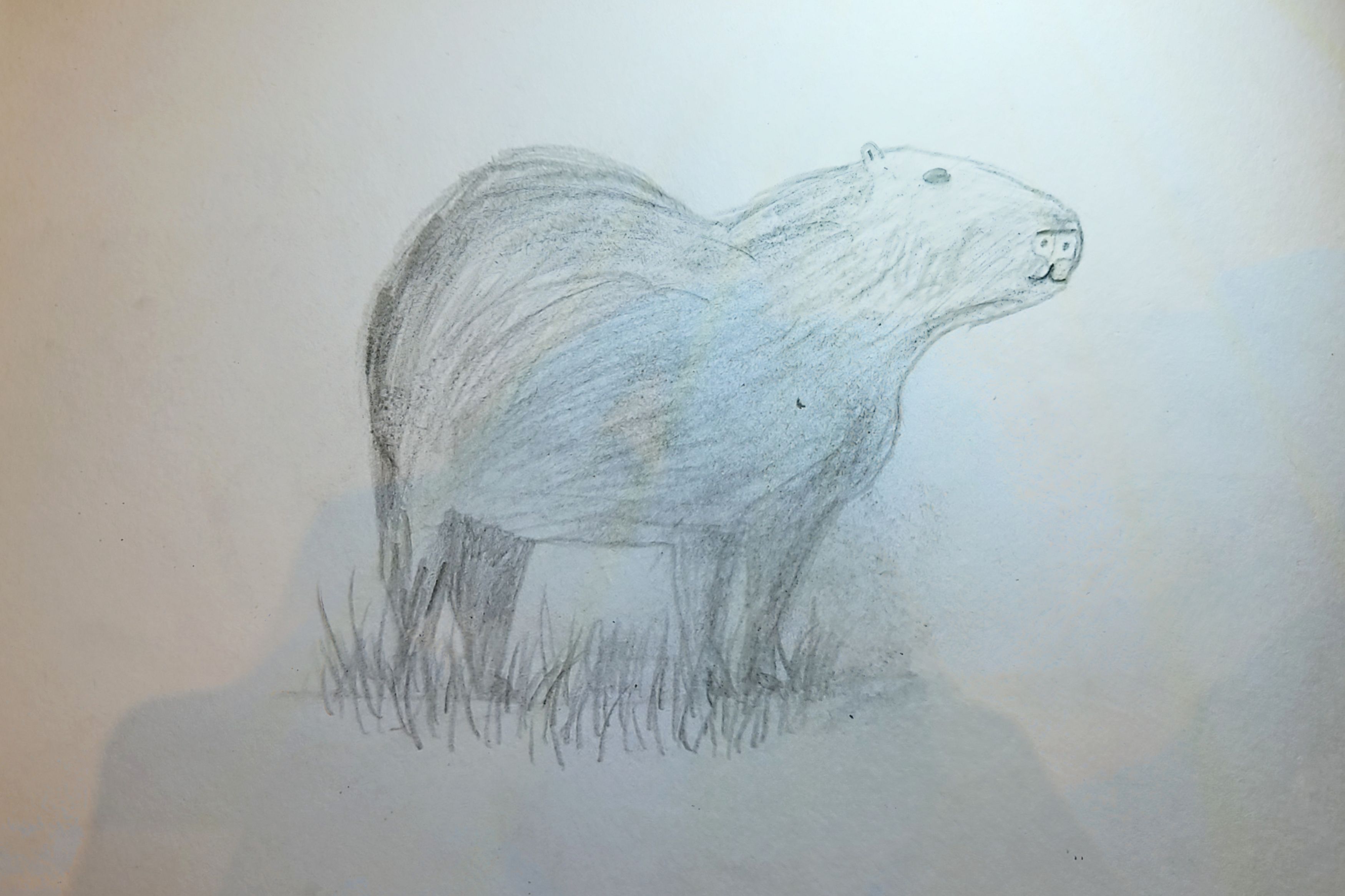 Capybara