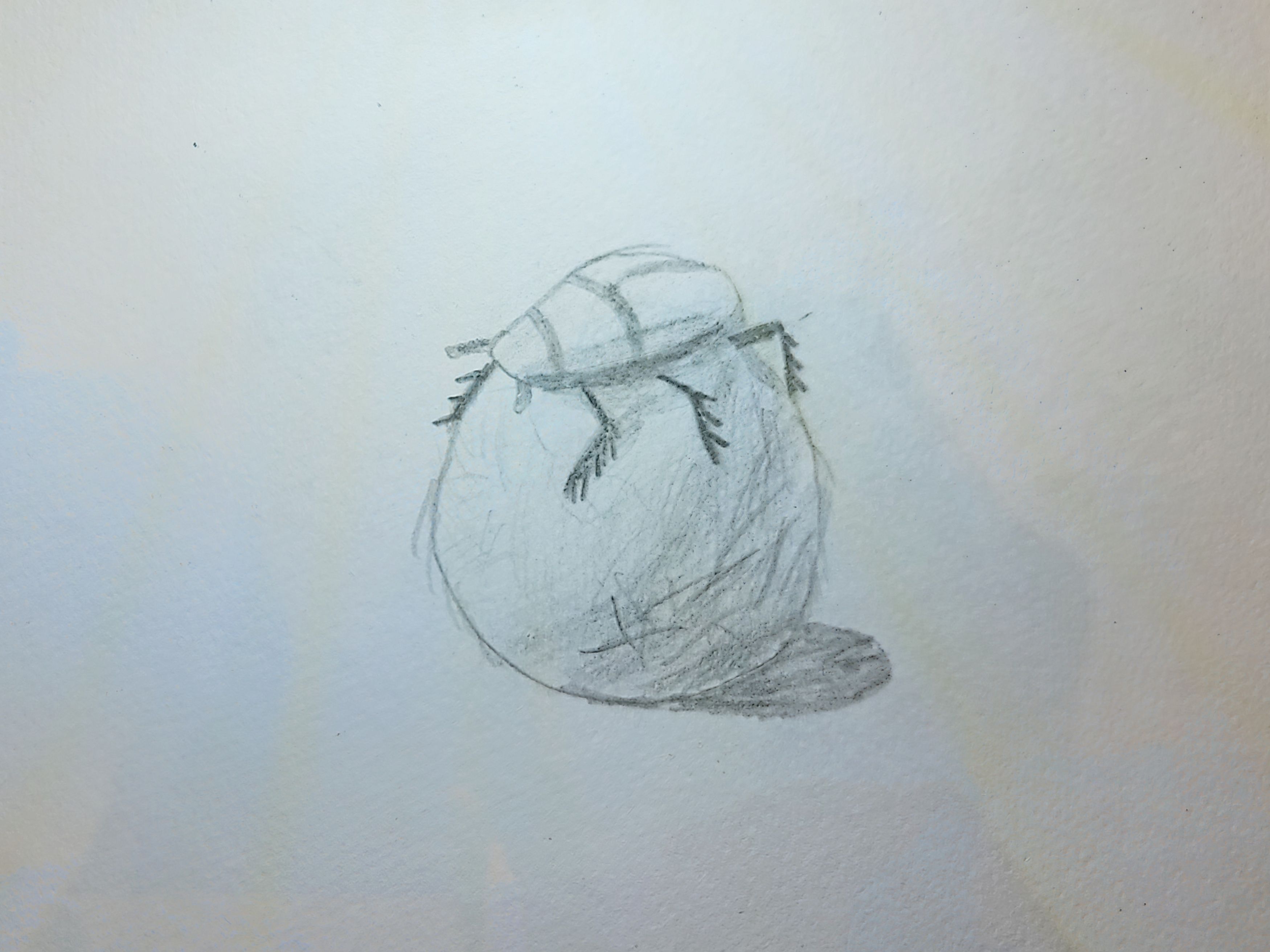 Dung Beetle