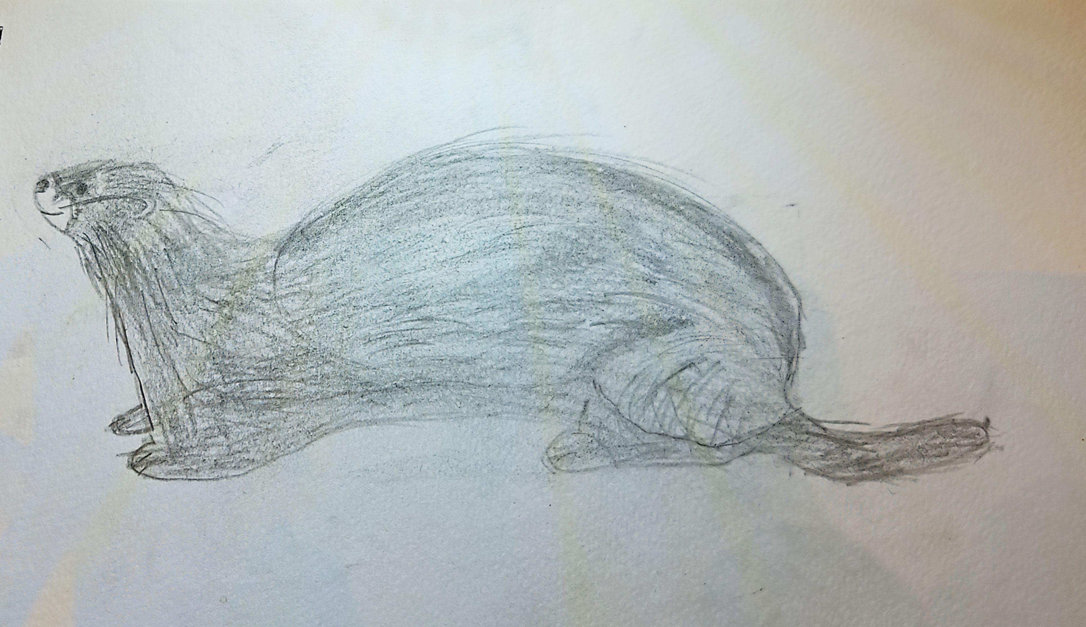 Ferret