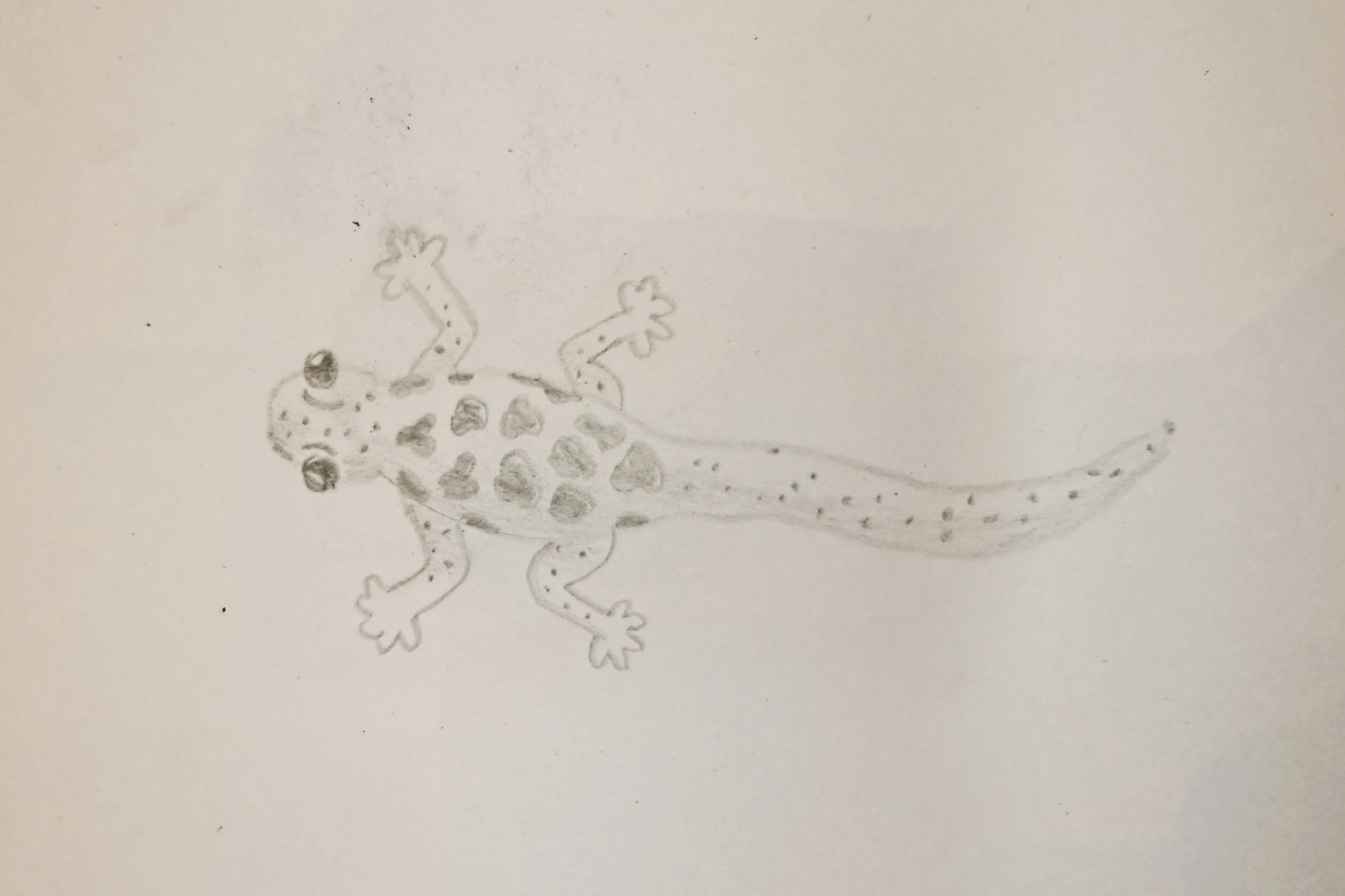 Gecko
