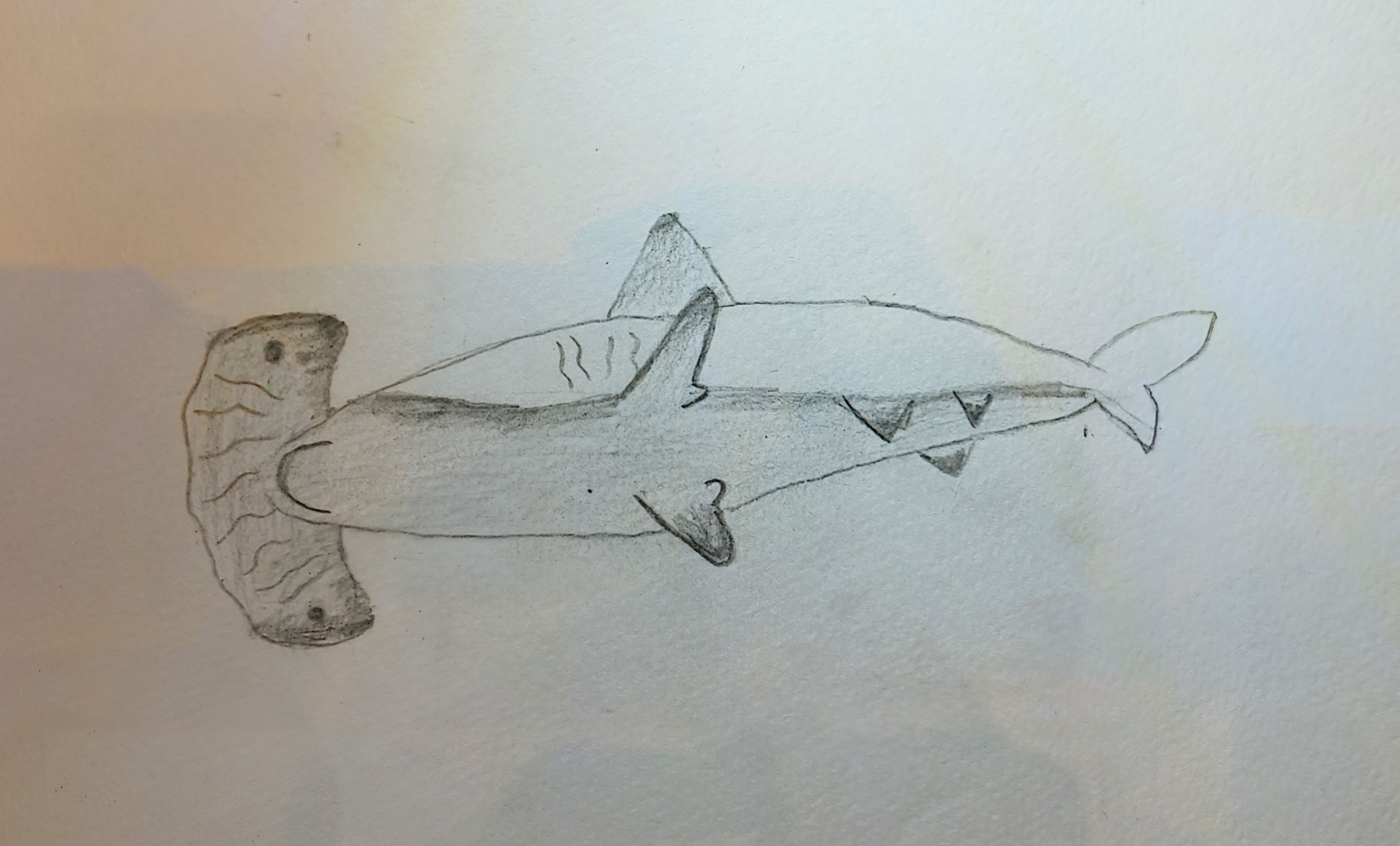 Hammerhead Shark