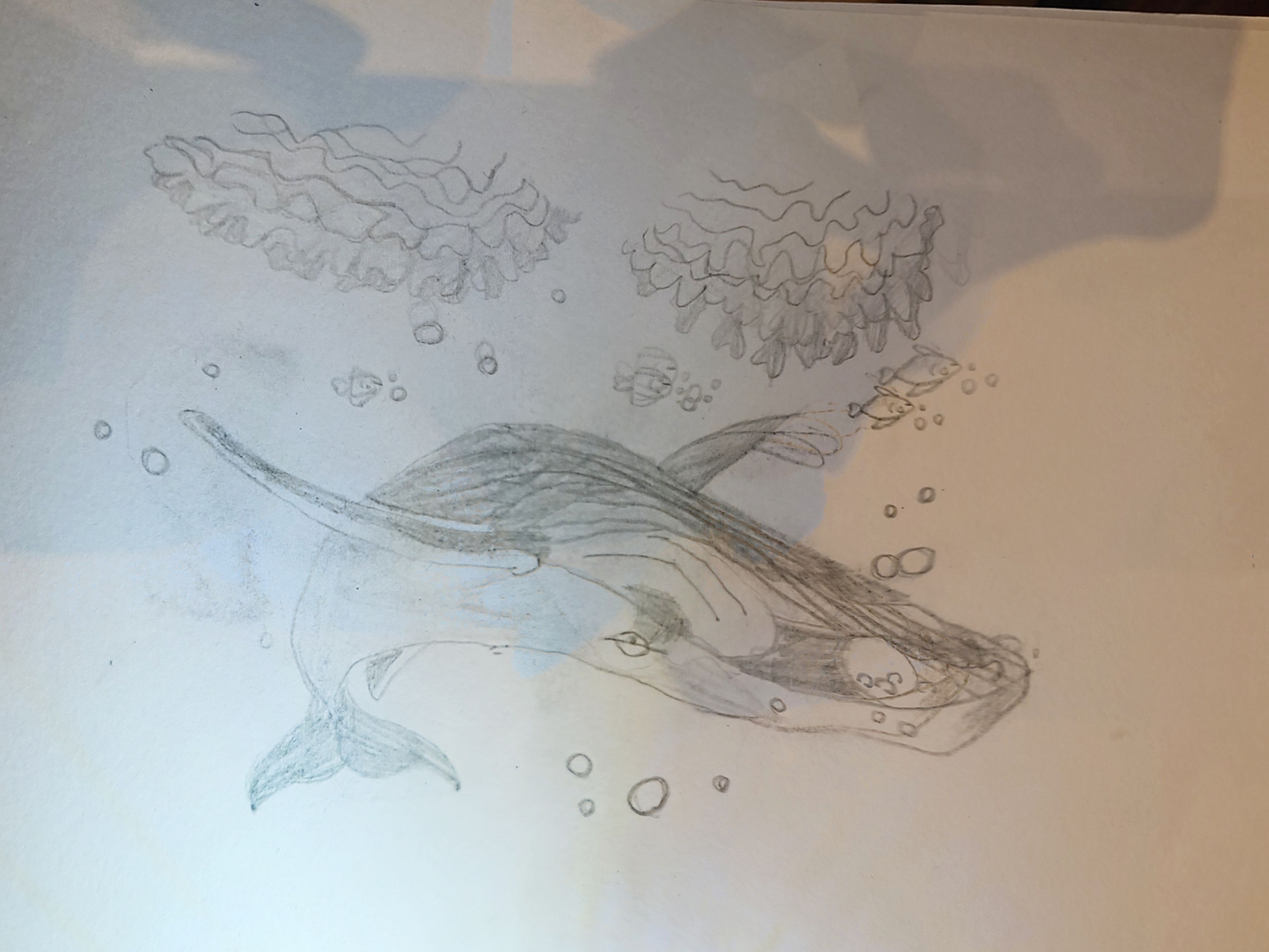 Humpback Whale
