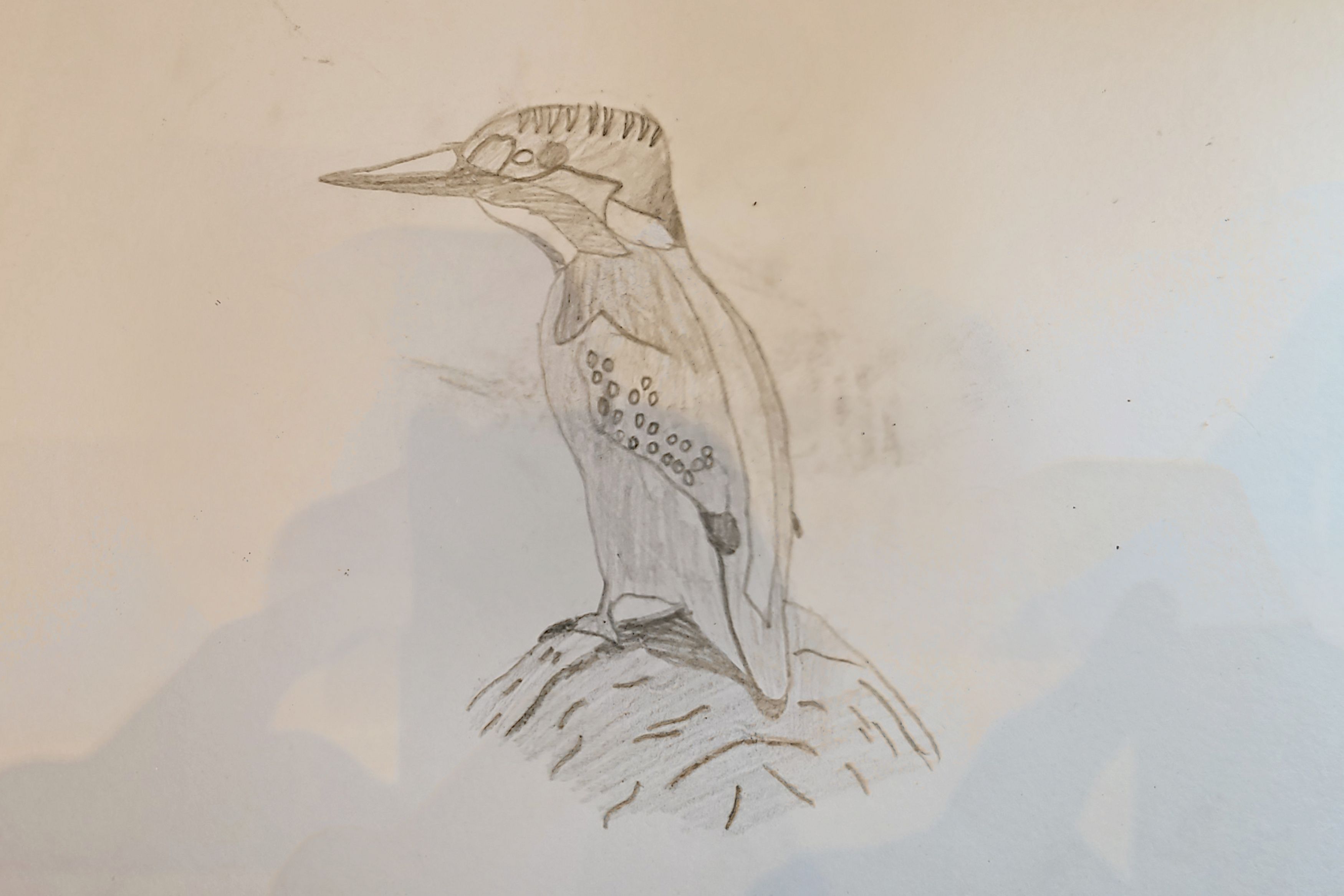 Kingfisher