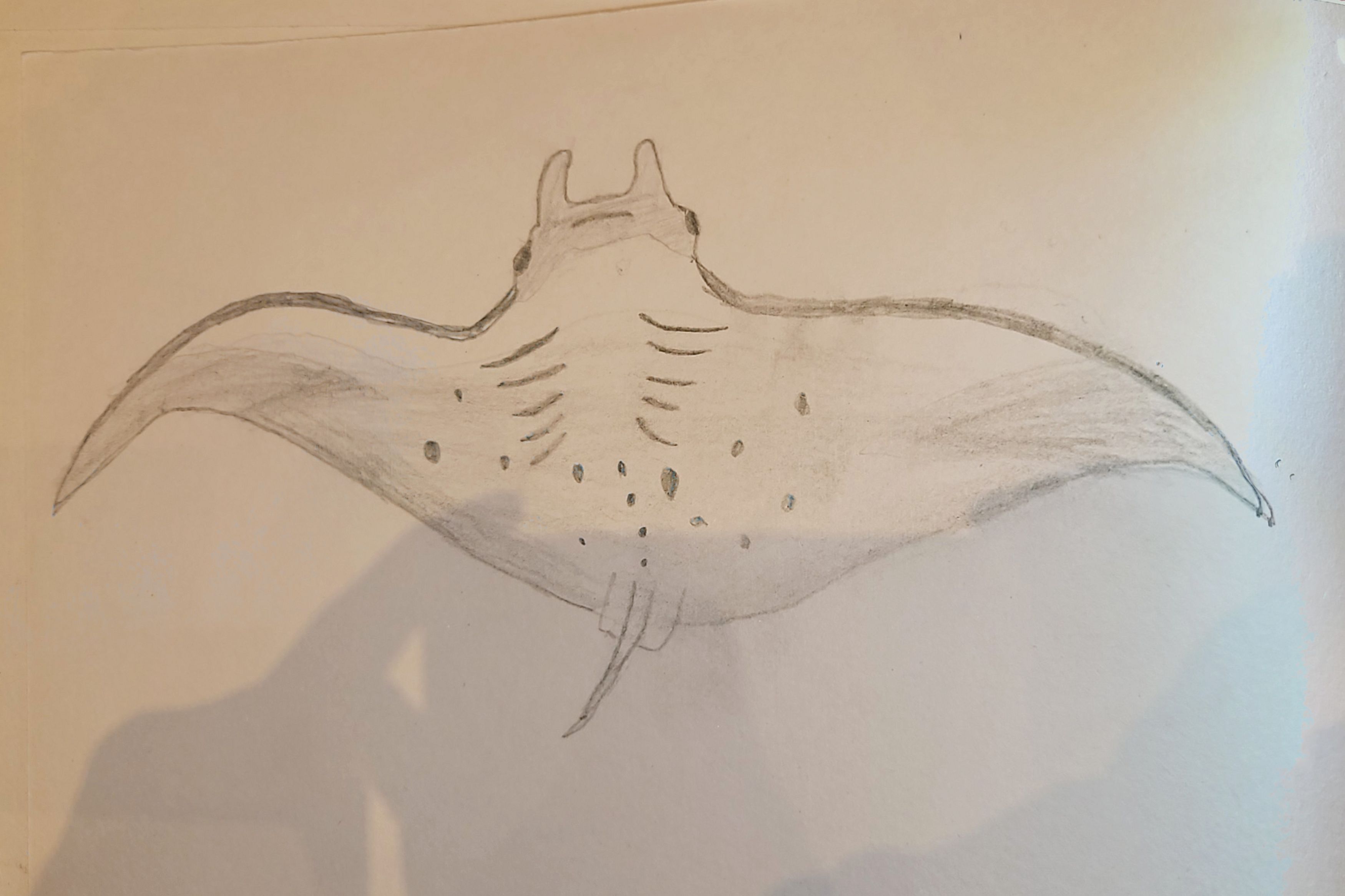 Manta Ray