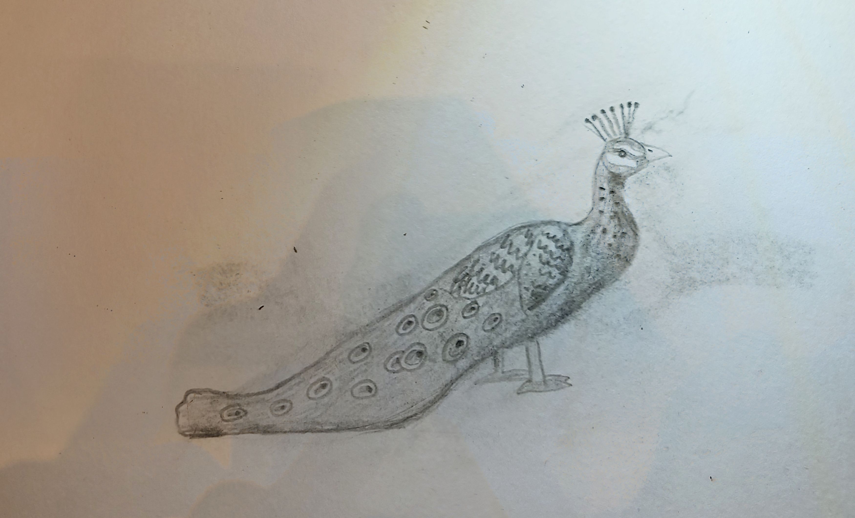 Peacock