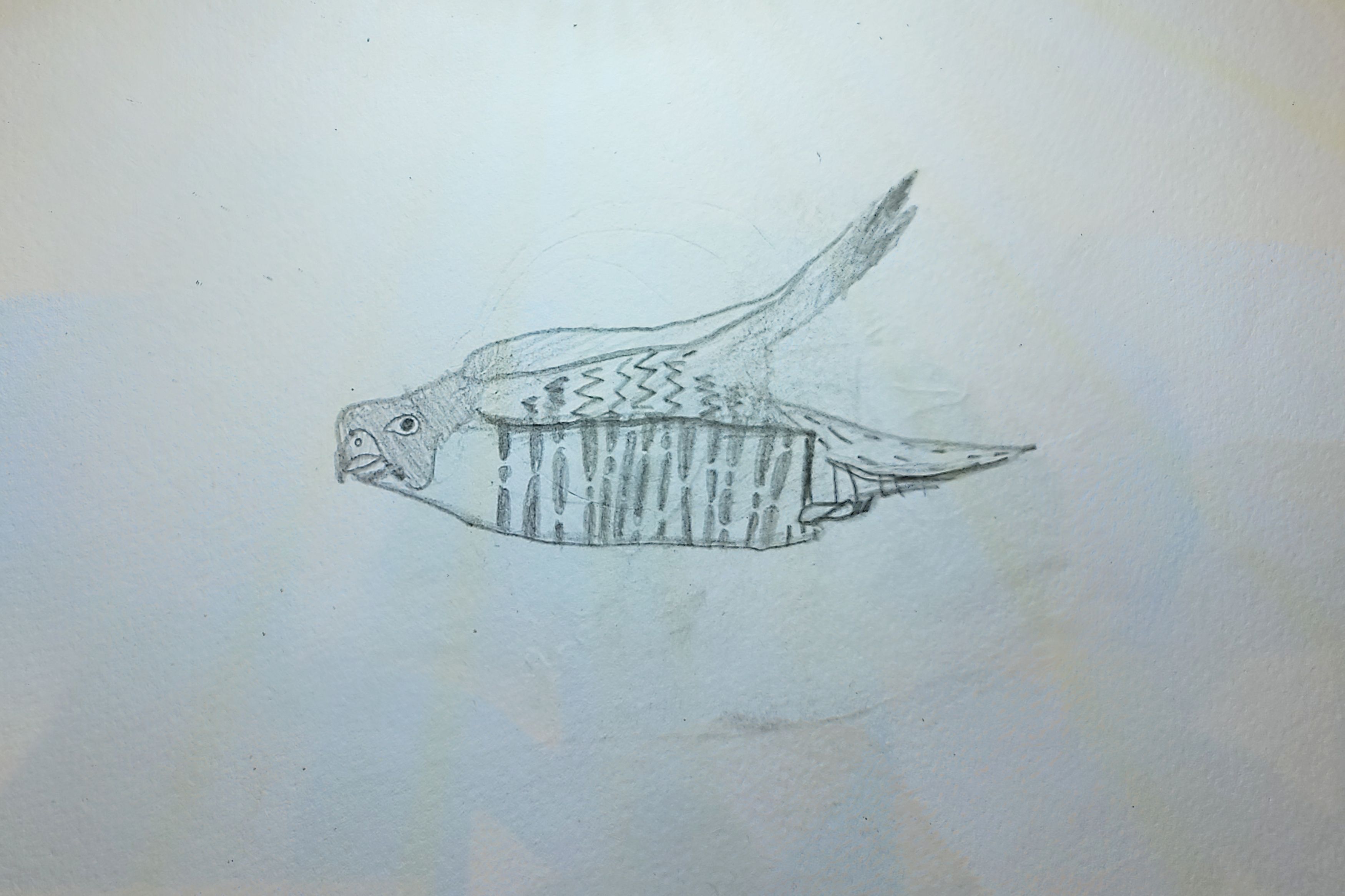 Peregrine Falcon