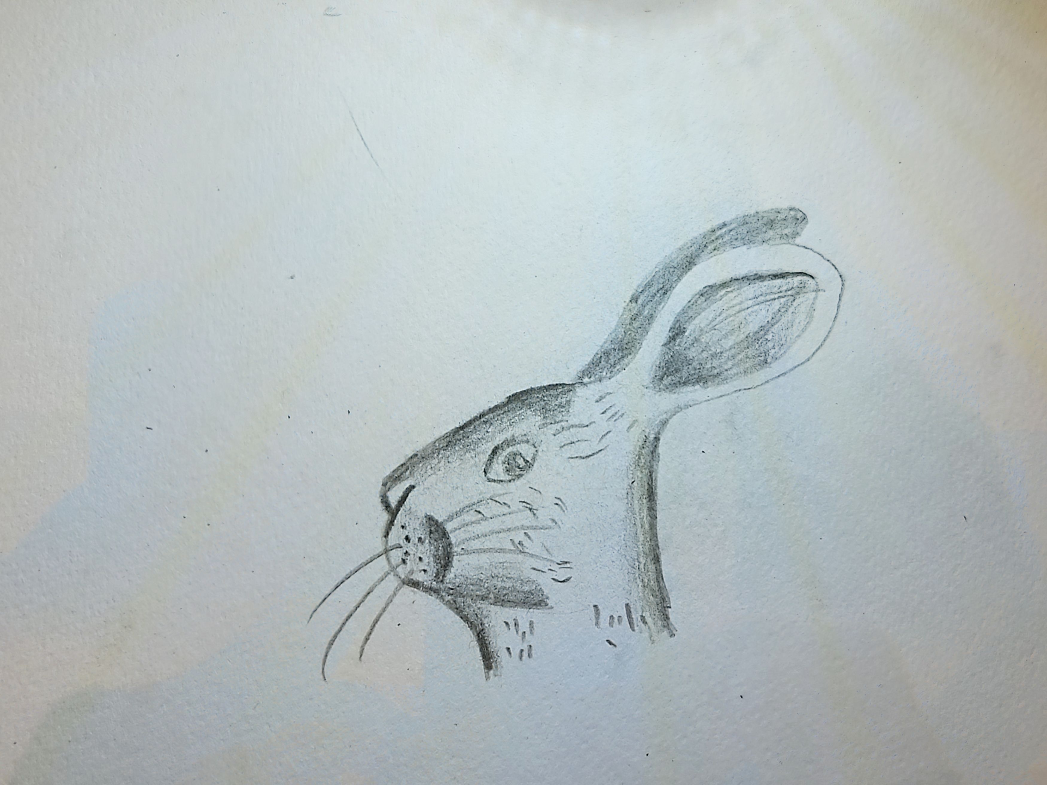Rabbit