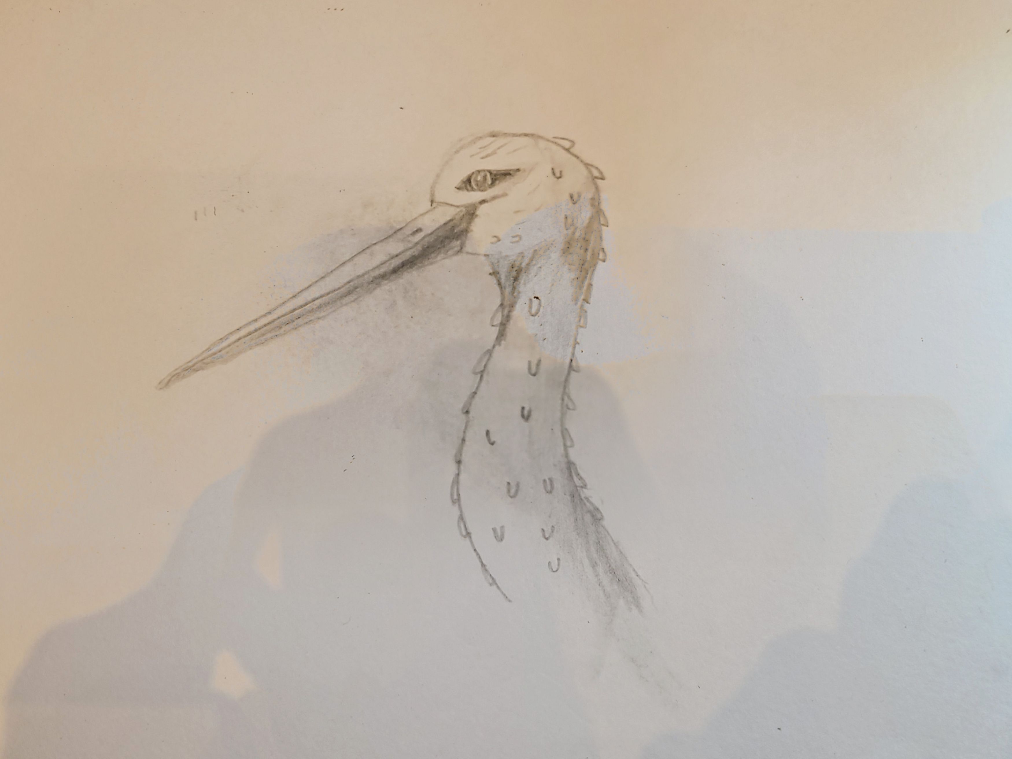Stork