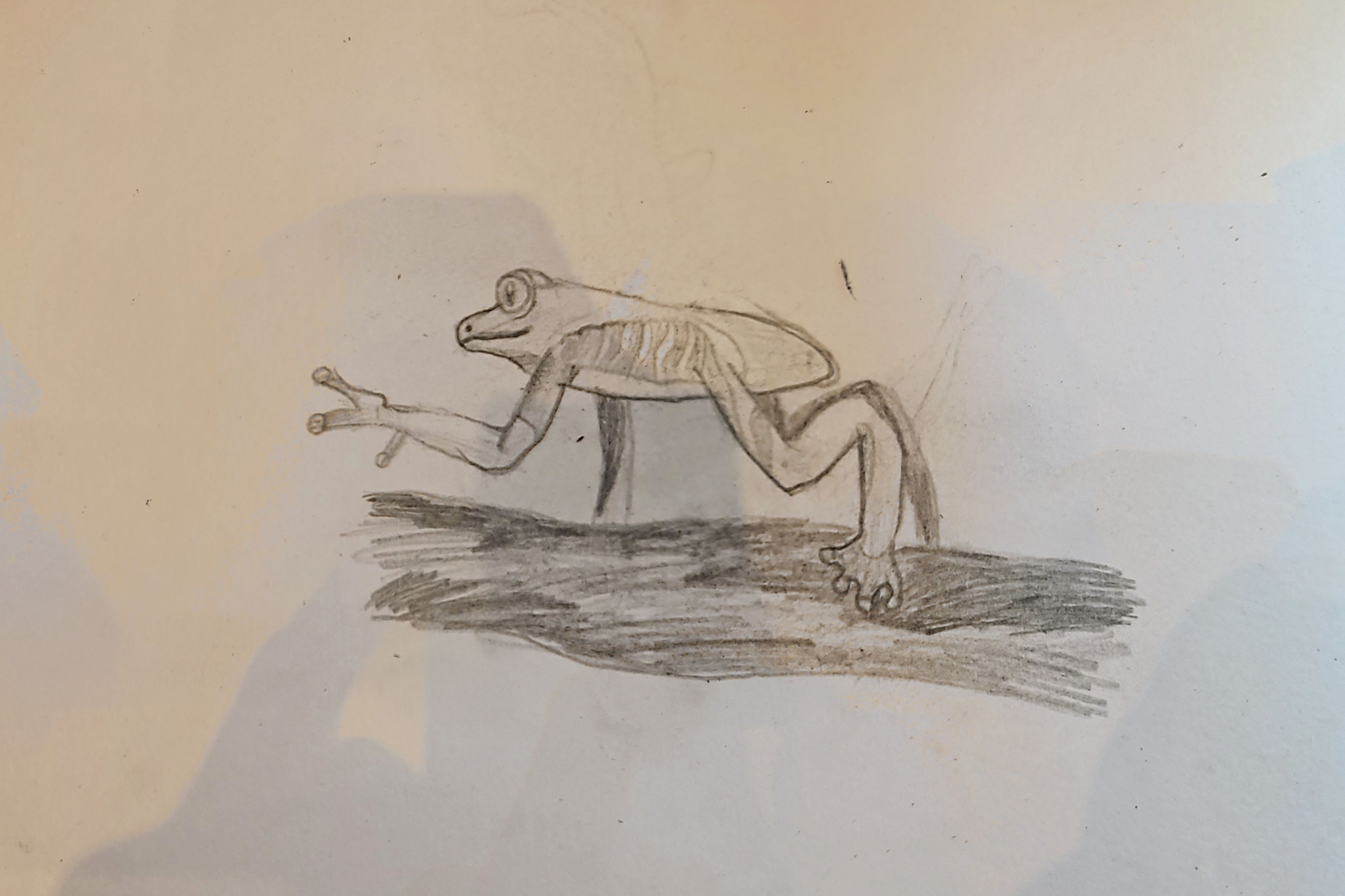 Toad