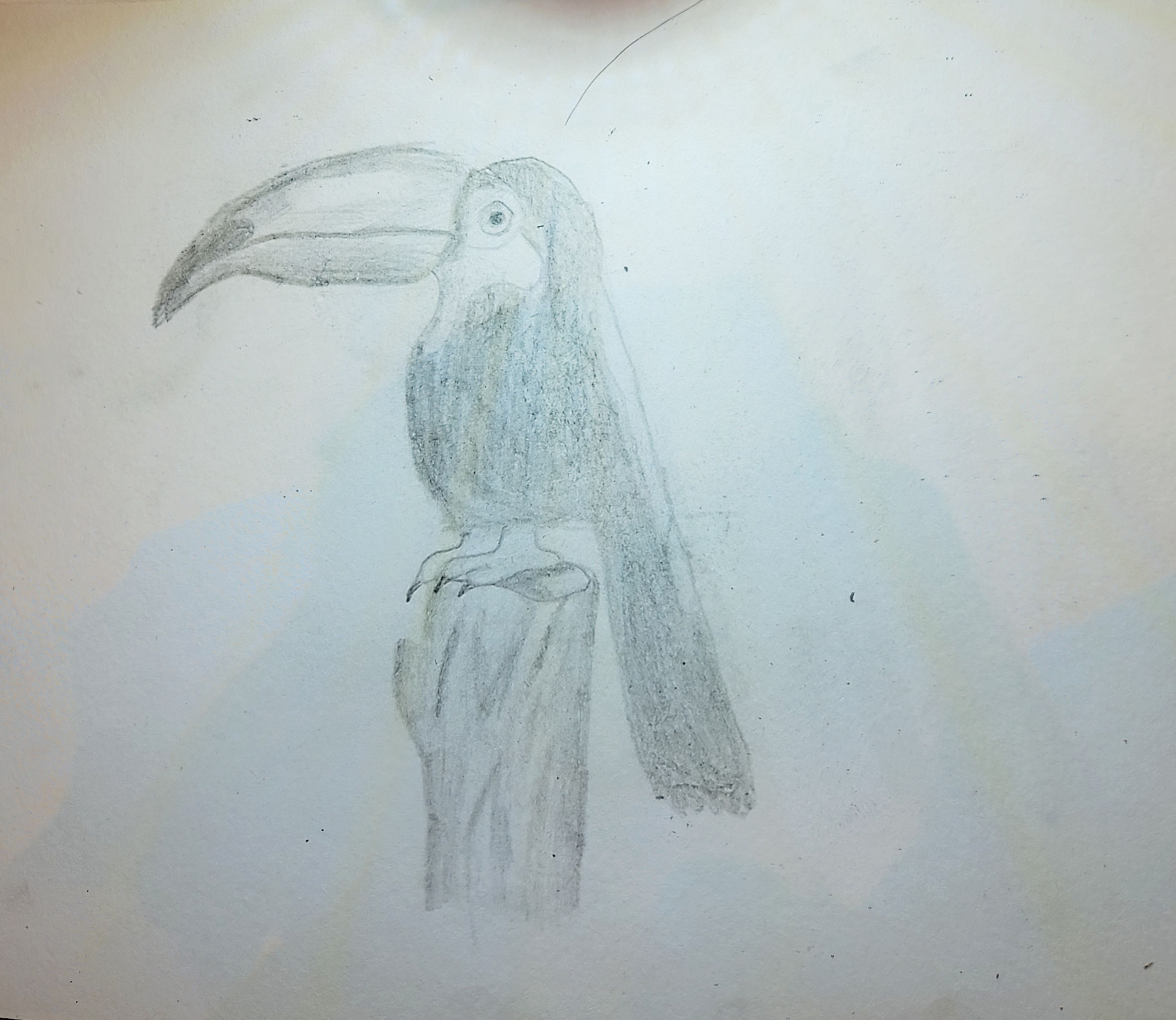 Toucan