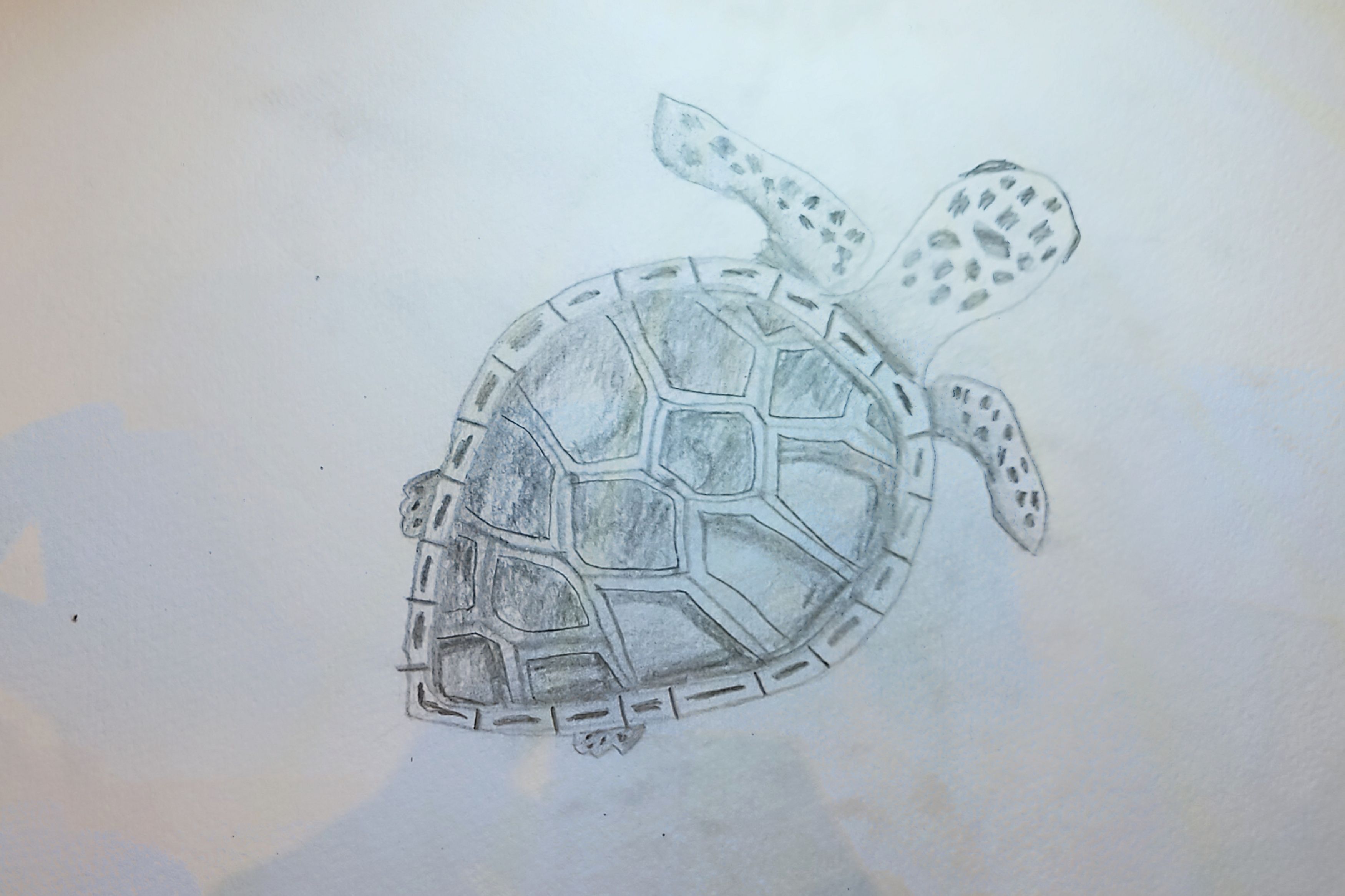 Turtle