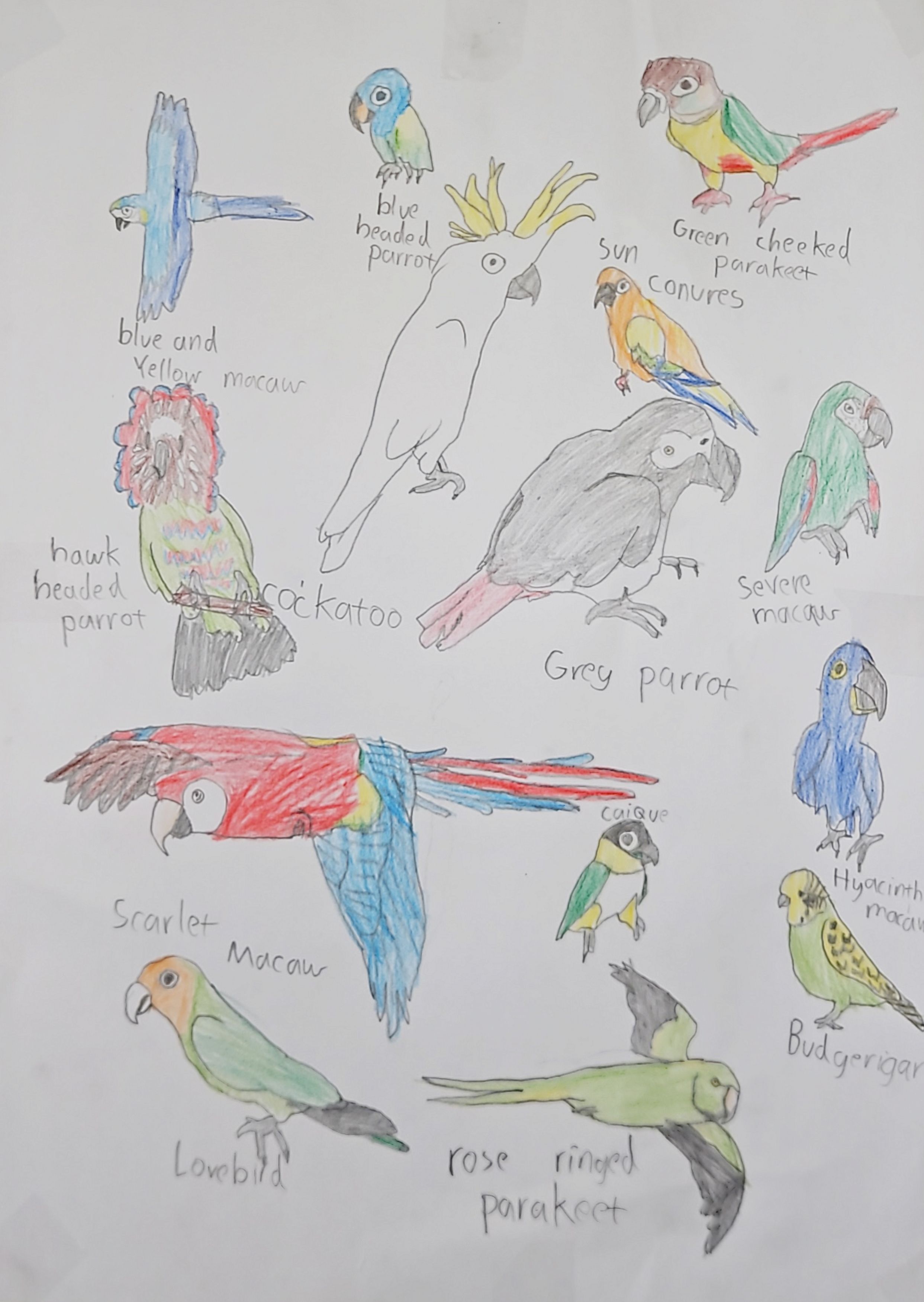 A List of Amazing Birds!
