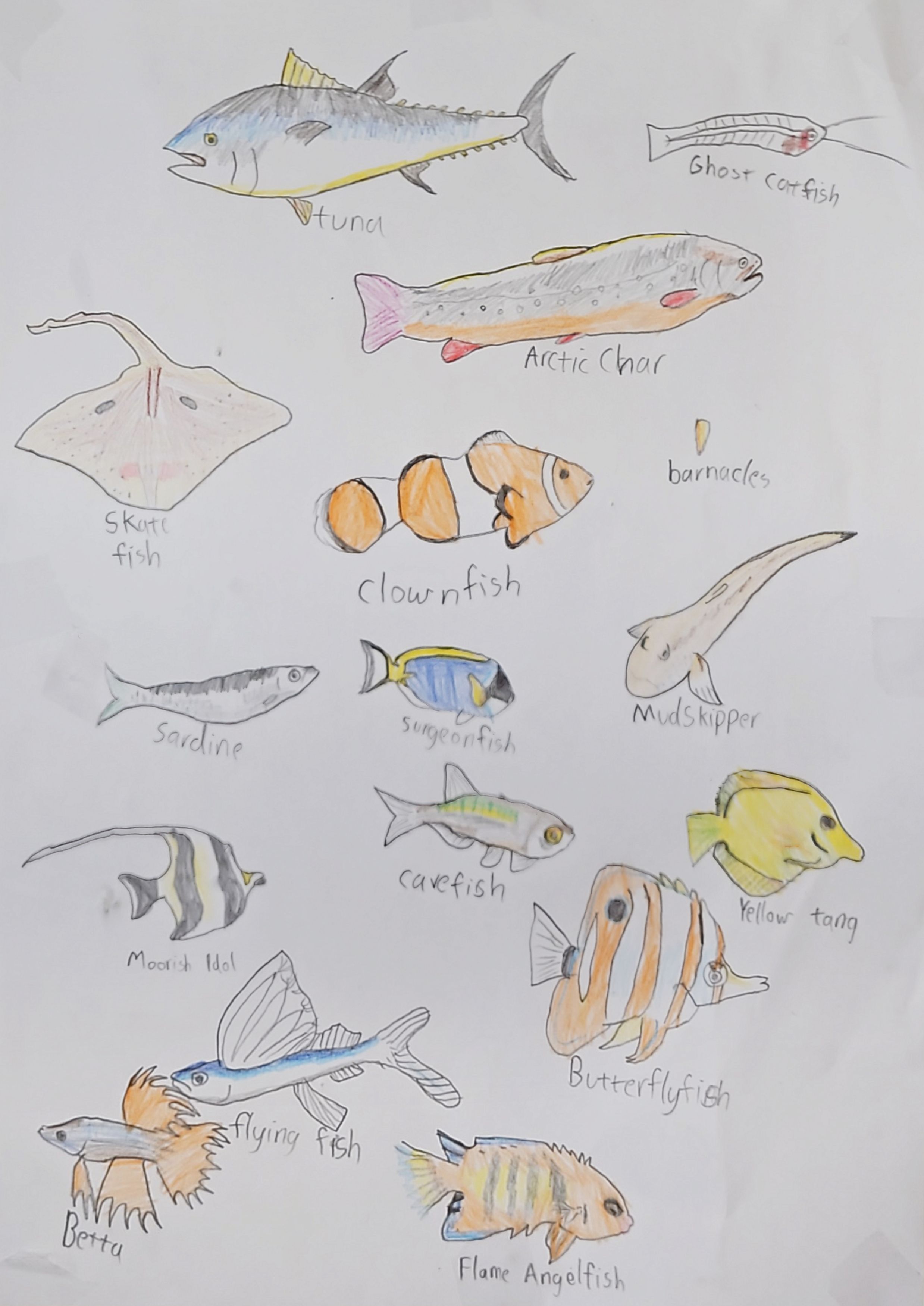 Fantastic Fish Everywhere!