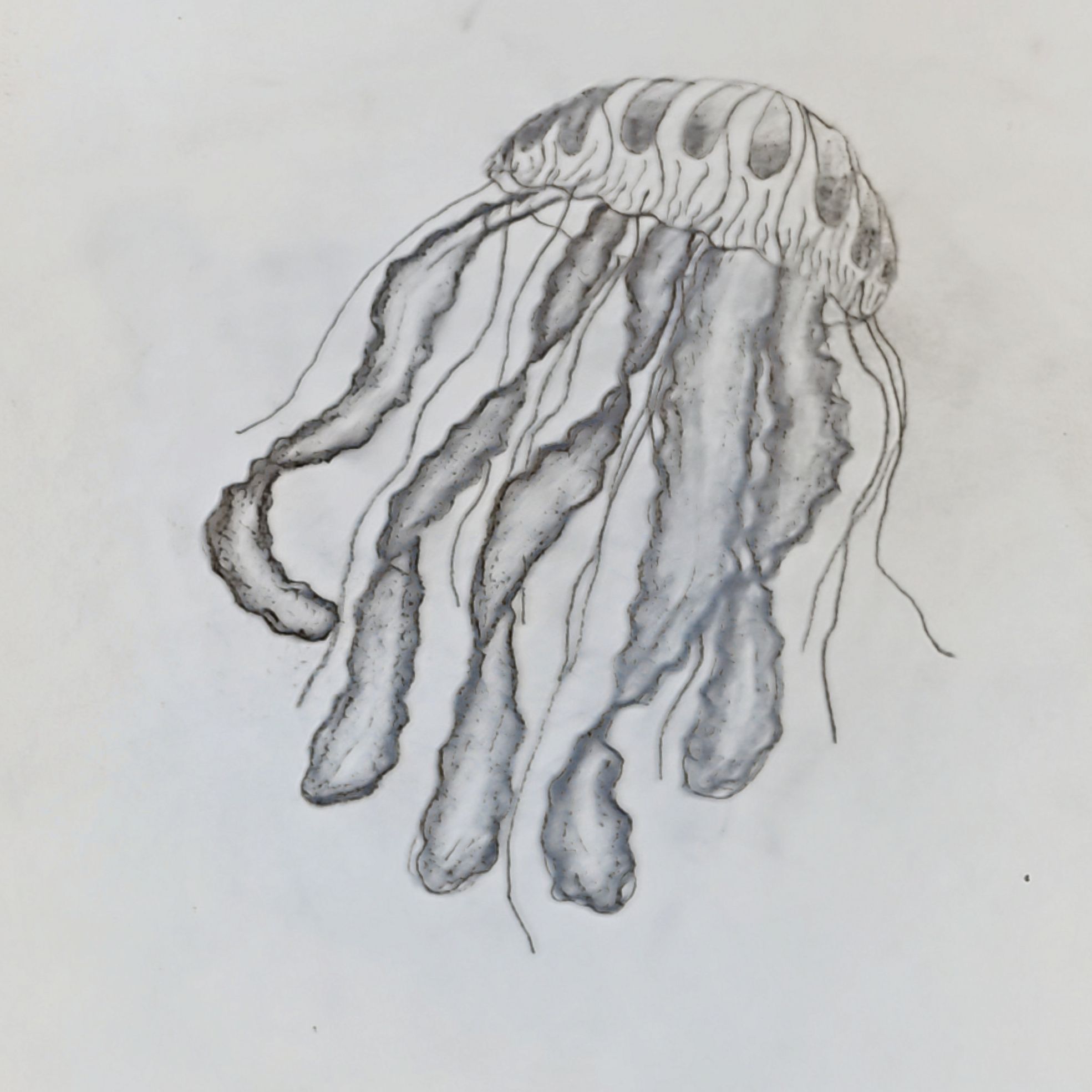 Graceful Jellyfish Floating in the Ocean!