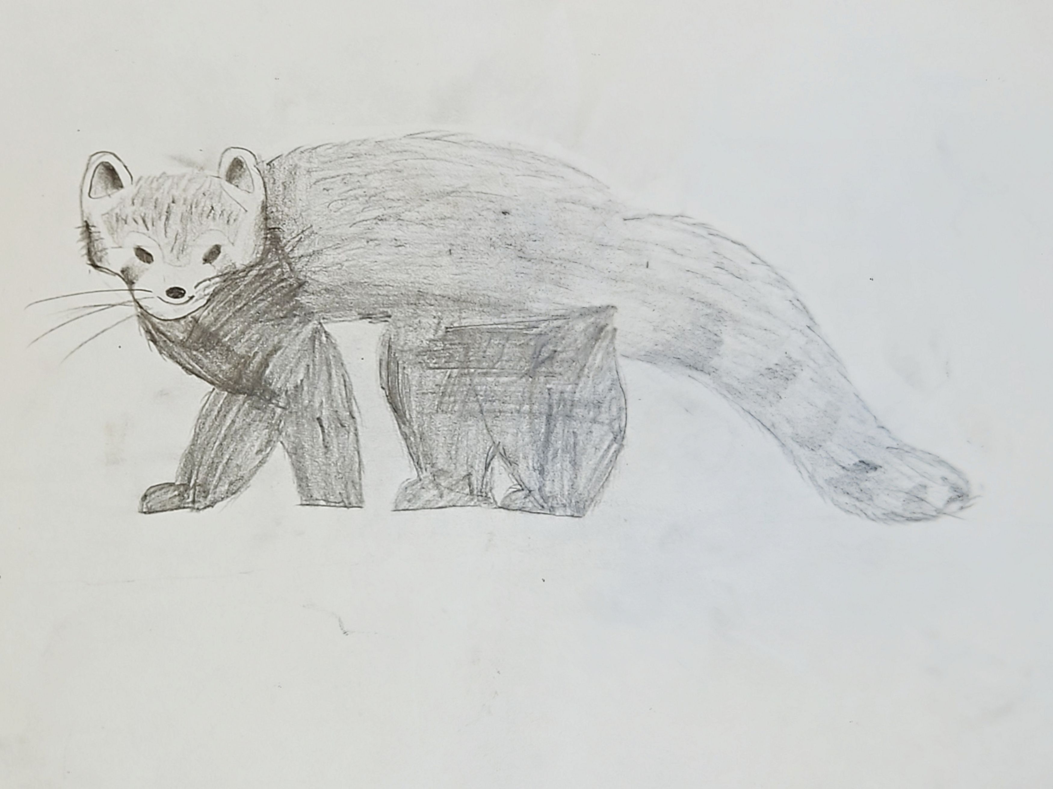 Red Panda - Cute and Fluffy!