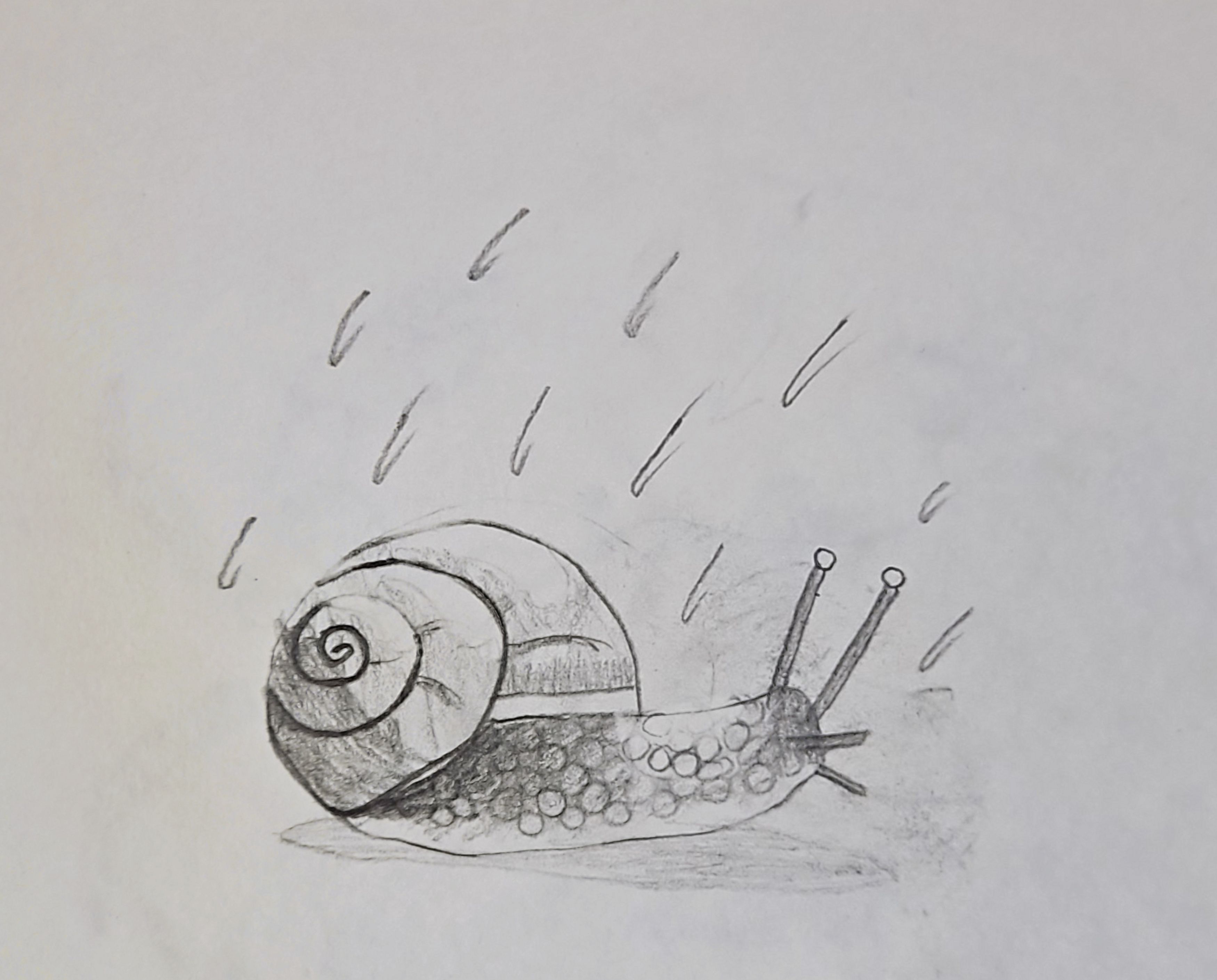 Snail Adventures in the Rain