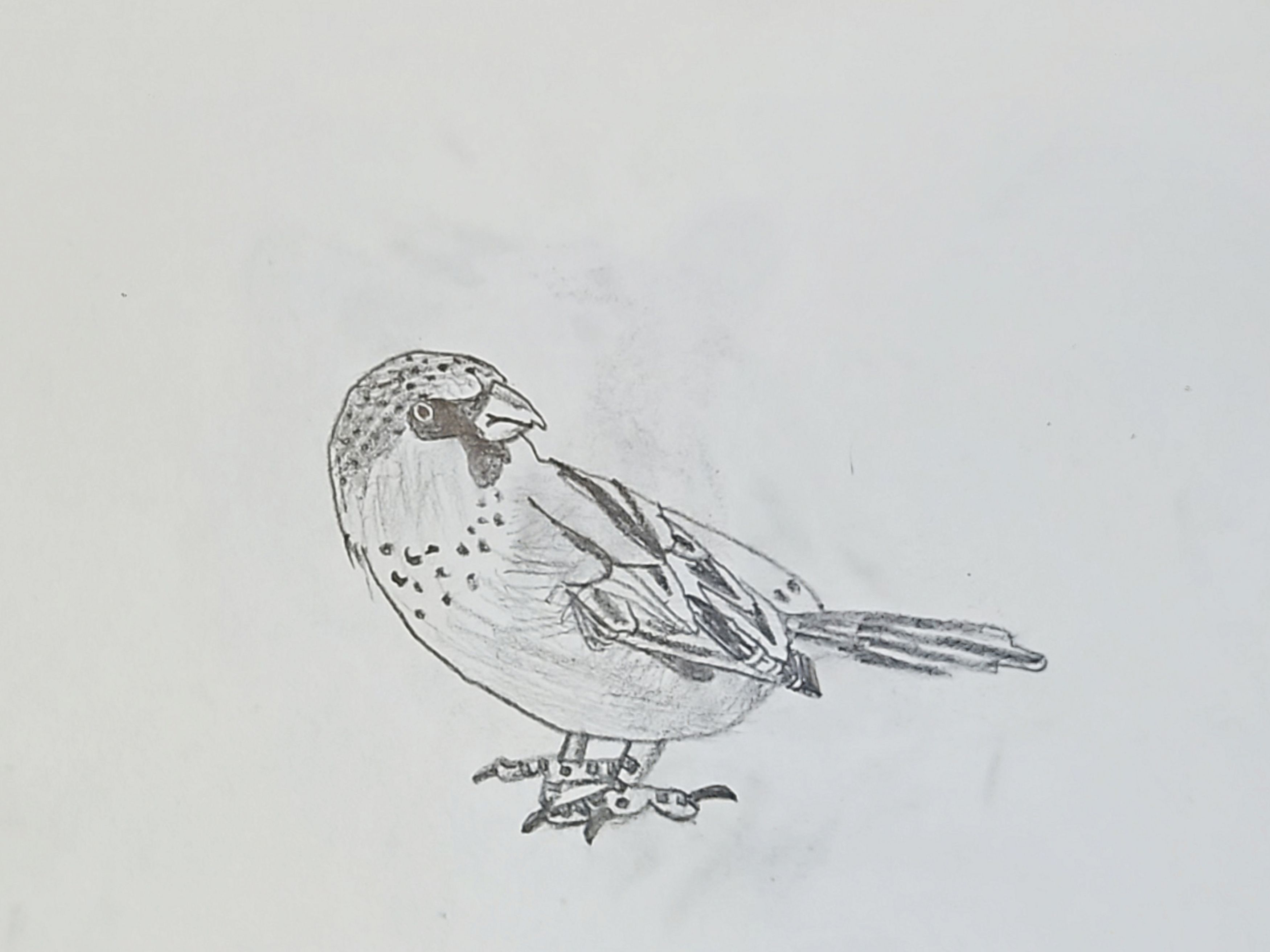 Little Sparrow Ready to Fly!