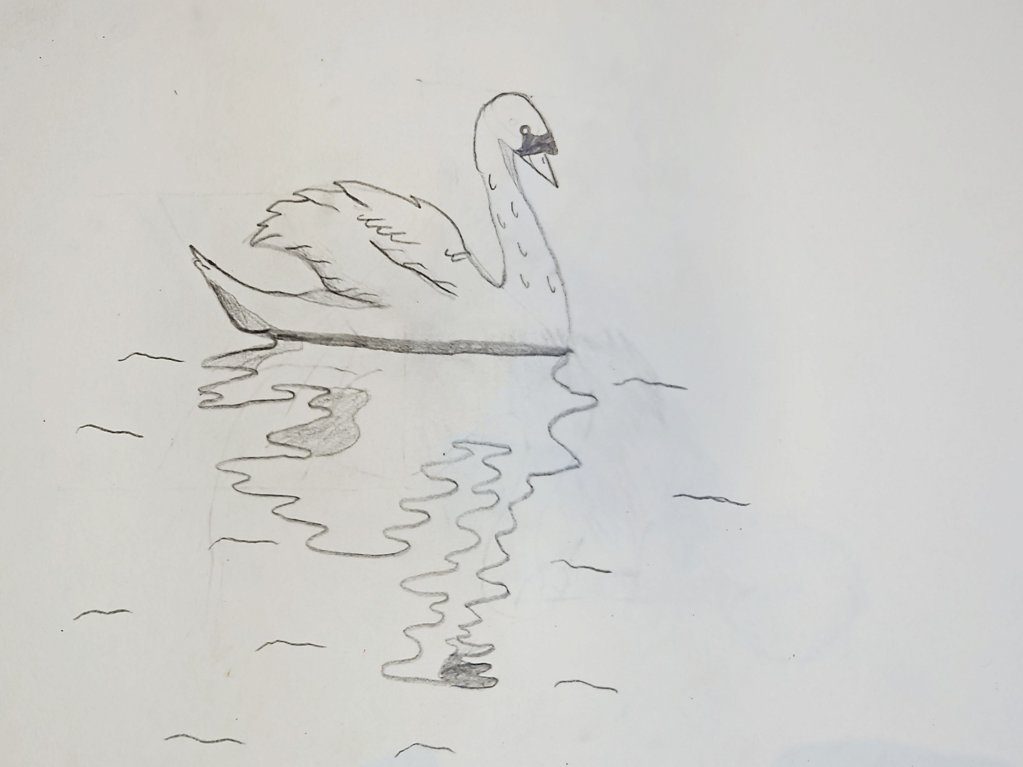 Graceful Swan Gliding by Water